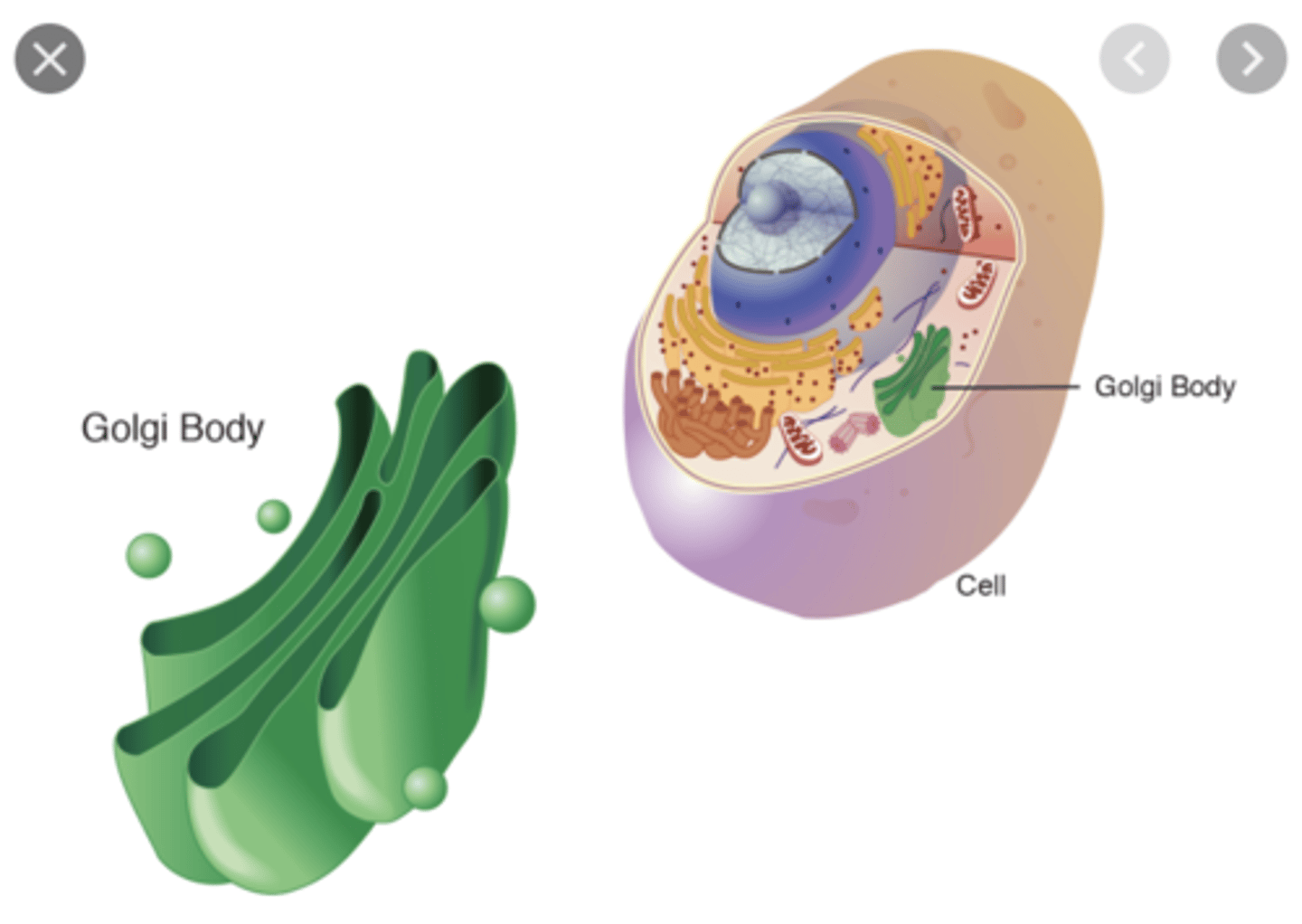 <p>- processes &amp; packages items for the cell</p><p>- receives ER's transport vesicles at its cis face</p><p>- synthesizes glycoproteins</p><p>- gives rise to secretory vesicles &amp; lysosomes in its trans face</p>