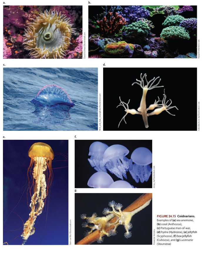 <ul><li><p>Radial symmetry (diploblastic)</p></li><li><p>Jellyfish, sea anemones, coral hydra</p></li><li><p>Life cycles generally incorporate both polyp &amp; medusa stages</p></li></ul><p></p>