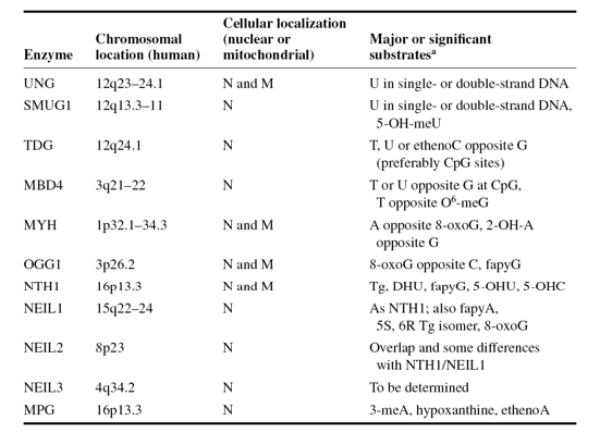 <p>Different Glycosylases Recognize Different__________Bases</p>