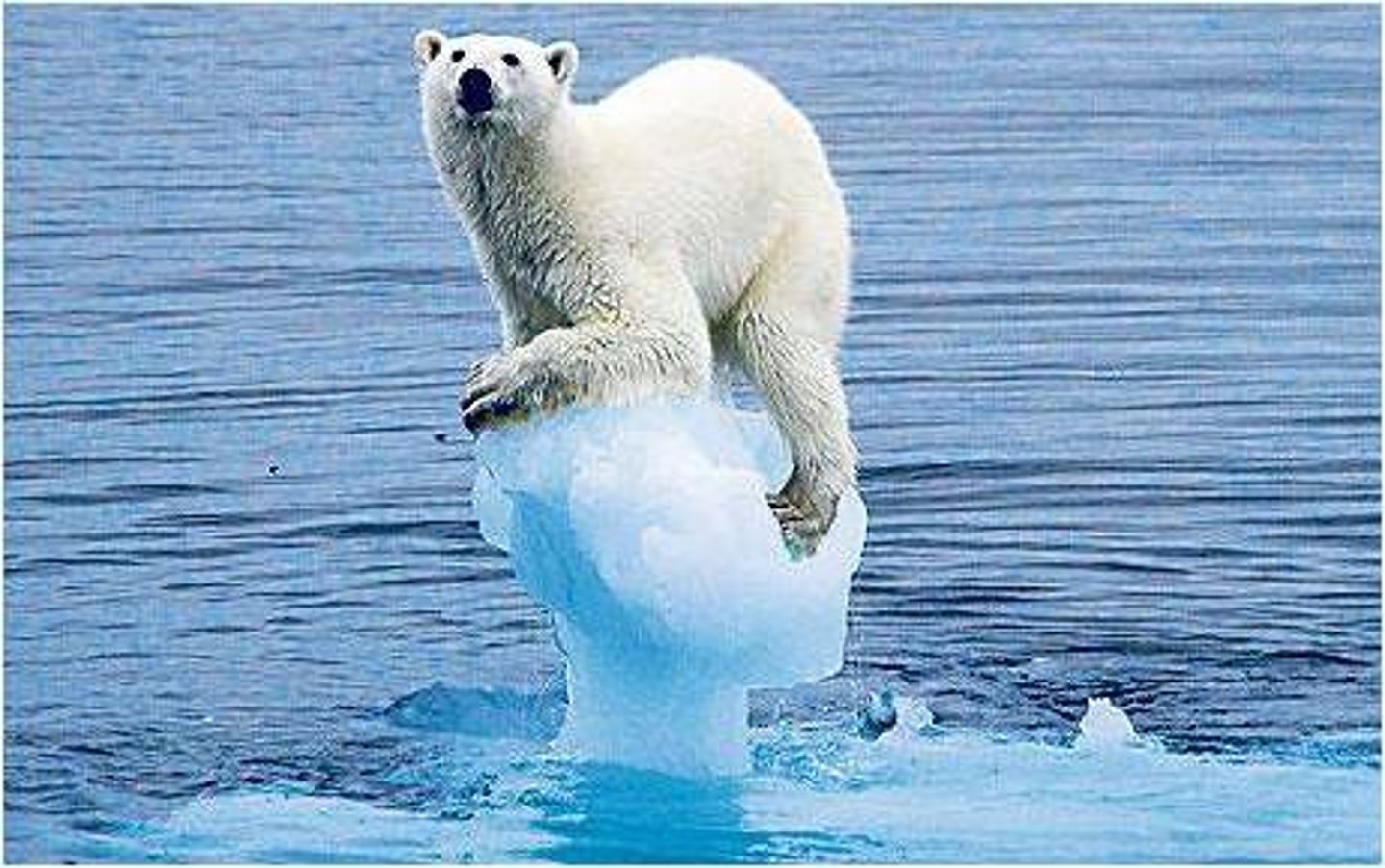 <p>endangered</p>