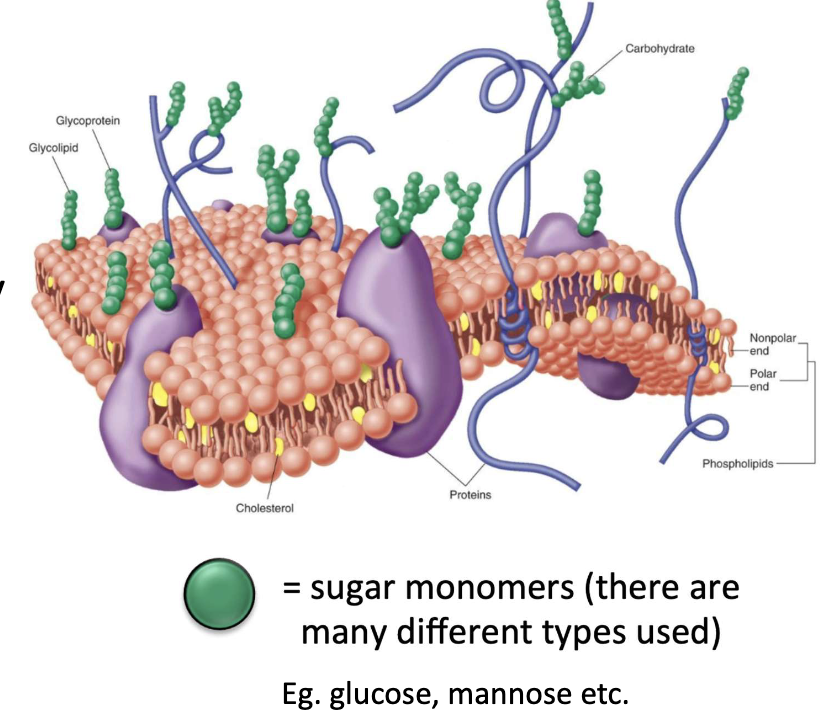 <ul><li><p>Occurs in Golgi</p></li><li><p>Essential for:</p><ul><li><p>Protein folding</p></li><li><p>Stability</p></li><li><p>Function</p></li><li><p><strong>Cell-cell interactions</strong></p></li></ul></li></ul><p></p>
