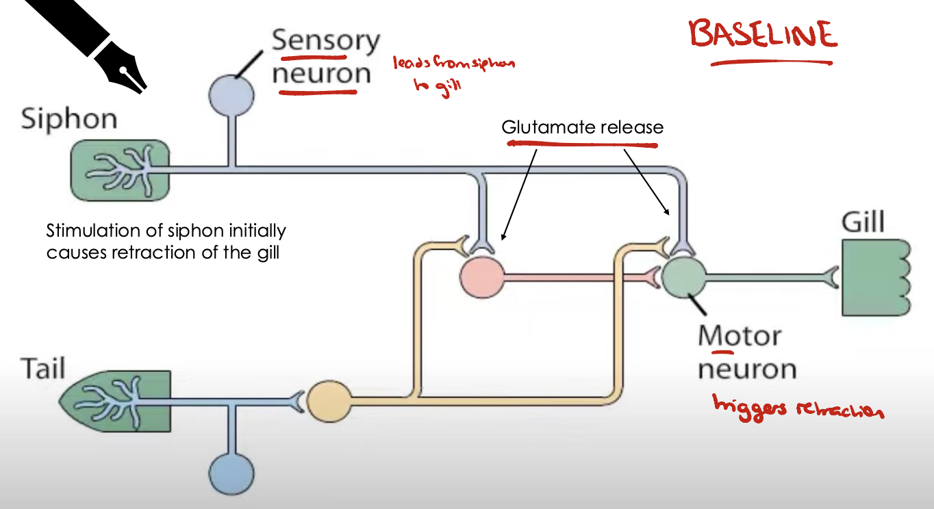 <ul><li><p>Siphon: attached to sensory neuron</p></li><li><p>Tail: attached to sensory neuron</p></li><li><p>Gill: motor neuron</p></li><li><p>Pathway:</p><ul><li><p>Sensory neuron detects benign tough on siphon</p></li><li><p>Sensory neuron triggers glutamate release at synapses on interneuron and motor neuron of gill</p></li><li><p>Triggers gill retraction</p></li></ul></li></ul><p></p>