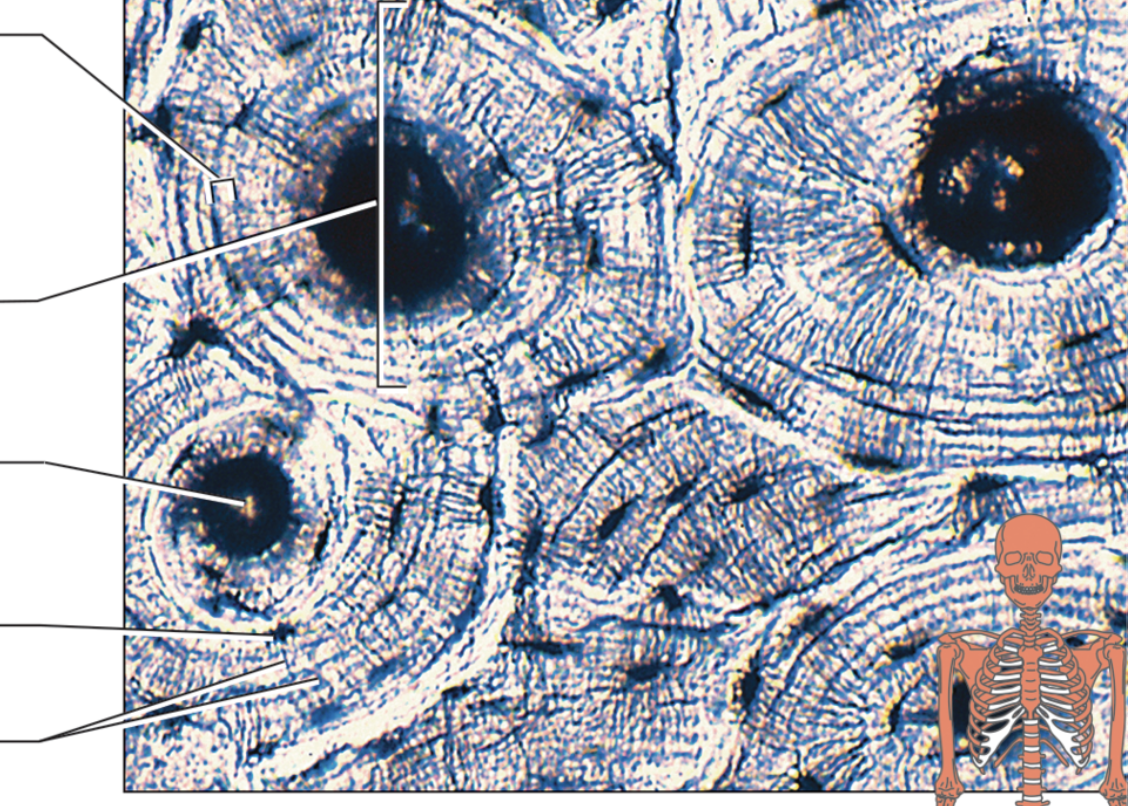 <p>name the components of the connective tissue from top to bottom. name the specific type of connective tissue</p>