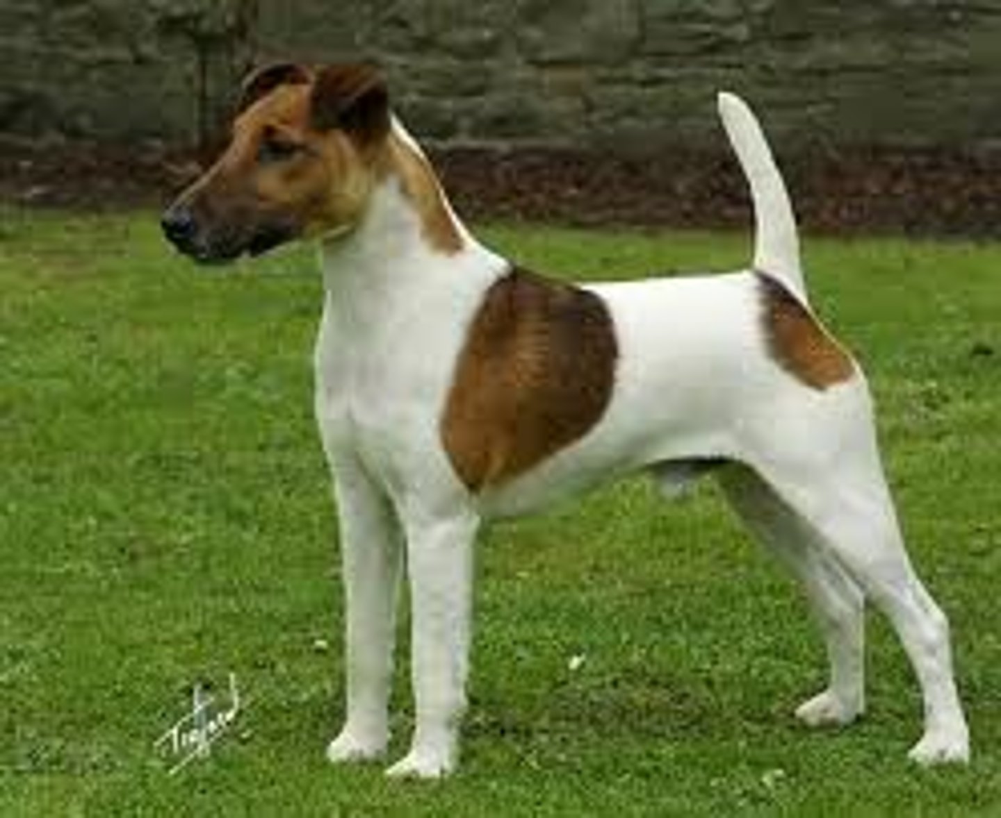 <p>Terrier</p>
