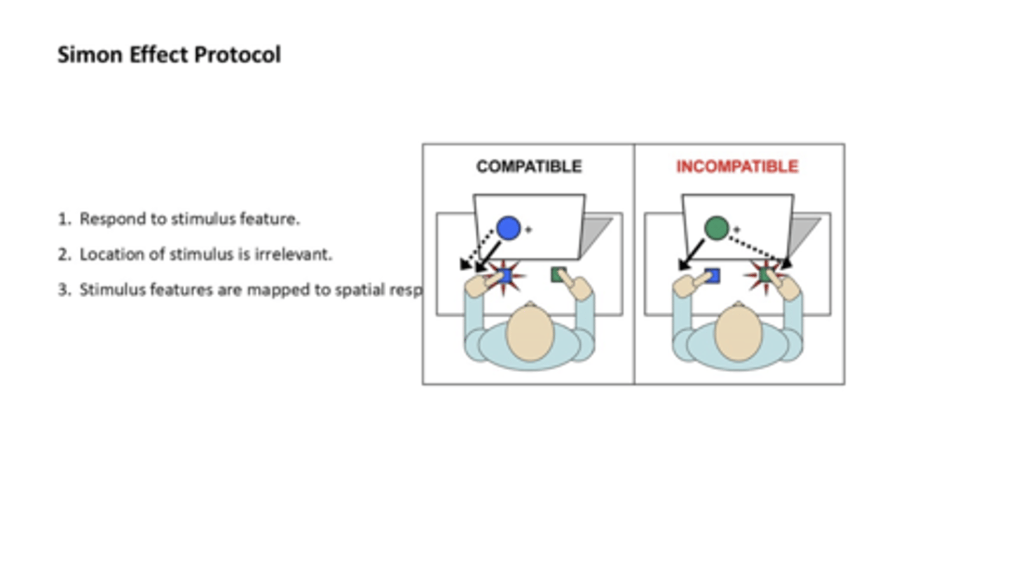<p>respond to stimulus feature</p><p>location of stimulus is irrelevant</p><p>stimulus features are mapped to spatial response</p>