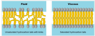 <p>Fluidity <u><span style="color: red">increases</span></u> with<span style="color: red"> </span><strong><span style="color: red">temperature and shorter fatty acid tails</span></strong> - <em><mark data-color="red">changes to kinetic energy and decreased viscosity</mark></em></p><p>Fluidity <u><span style="color: red">increases</span></u> with <strong><span style="color: red">double bonds</span></strong> - <em><mark data-color="red">harder to pack</mark></em></p><p>At high temps <strong><span style="color: red">cholesterol stabilizes membrane</span></strong>, at low temps it<strong><span> </span><span style="color: blue">prevents clustering of phospholipids</span></strong></p><p><img src="https://knowt-user-attachments.s3.amazonaws.com/63296187-51e8-41fe-a74f-8f99433bf43e.jpeg"></p>
