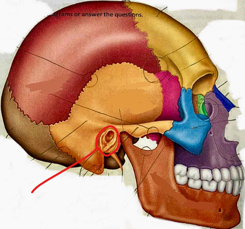 <p>What part of the skull is this?</p>
