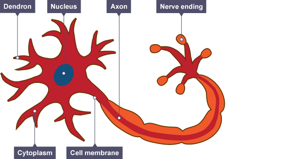 Diagram of a motor neurone