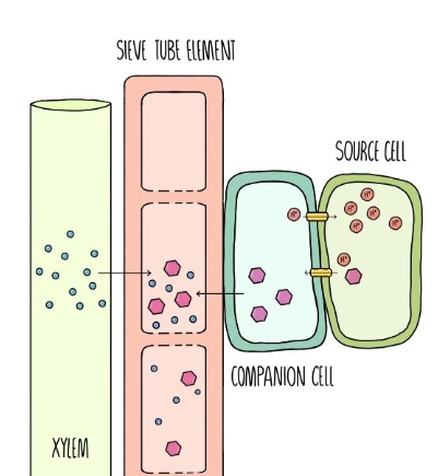 <p>Translocation Process - Active Loading at the Source</p>