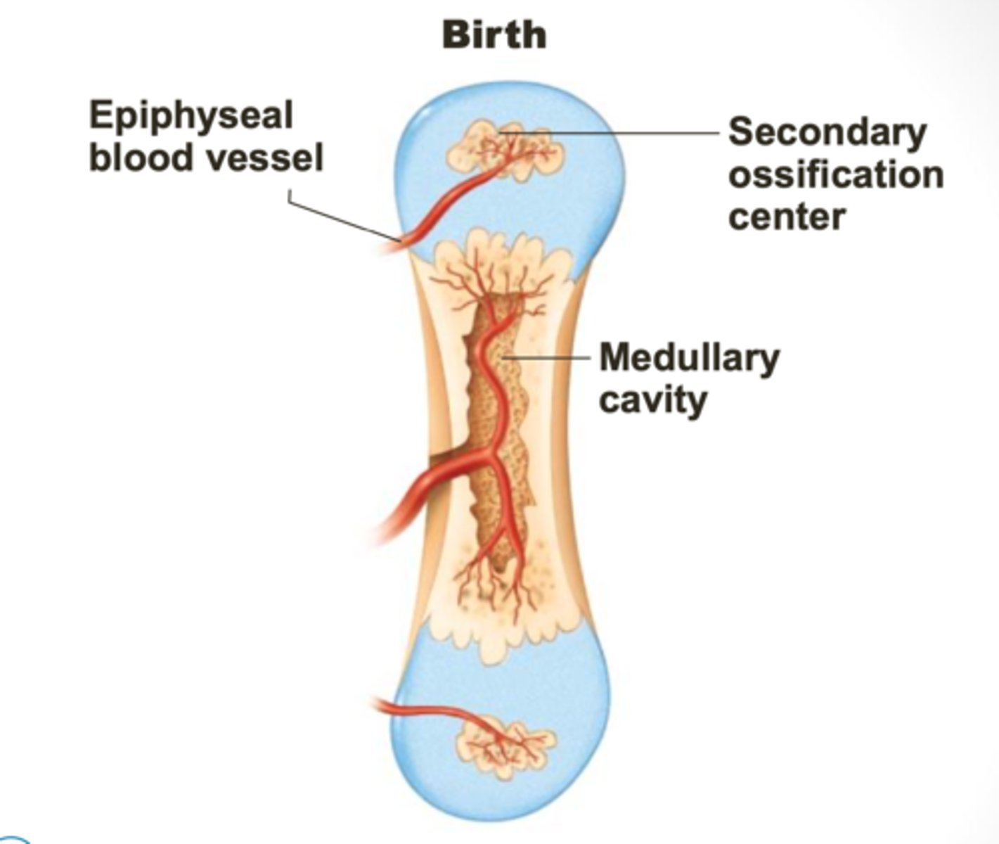 <p>The diaphysis elongates and a medullary cavity forms. Secondary ossification centers appear in the epiphyses.</p>