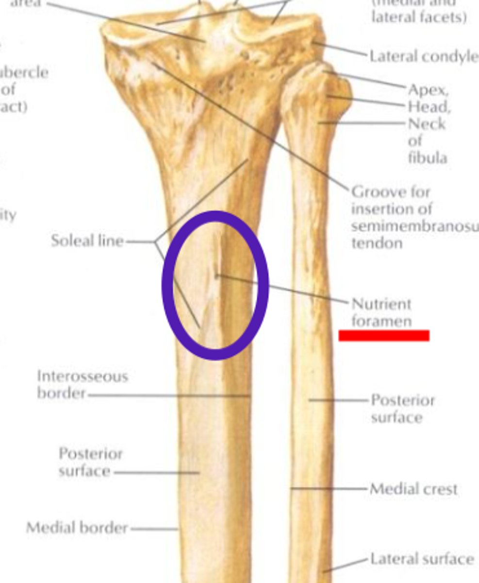 <p>just inferolateral to the POPLITEAL LINE</p>