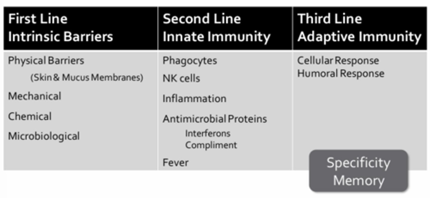 <p>First Line of Defense:</p><p>- The physical barriers of the skin and mucus membranes </p><p>- Barriers of the mechanical, chemical, or microbiological kind</p><p>Second Line of Defense:</p><p>- The innate immune system</p><p>- Protection against a broad spectrum of pathogens through the use of surface receptors on phagocytic cells that recognize evolutionary conserved patterns unique to pathogens (ex. LPS = sugary lipids found in the outer cell wall or gram negative bacteria)</p><p>- The innate immune system consists of phagocytes, natural killer cells, the inflammatory response, antimicrobial proteins (ex. interferons, complement), and fever </p><p>Third Line of Defense:</p><p>- Adaptive immune response </p><p>- To eliminate pathogens that may have circumvented or overwhelmed the first two lines of defense</p><p>- To confer protection from new and emergent strains of pathogens</p><p>- A cellular arm involving targeted killing of infected or abnormal cells</p><p>- A humoral arm involving the production of soluble immunoglobulins (antibodies) that confer protection from specific pathogens through a variety of effector functions </p>