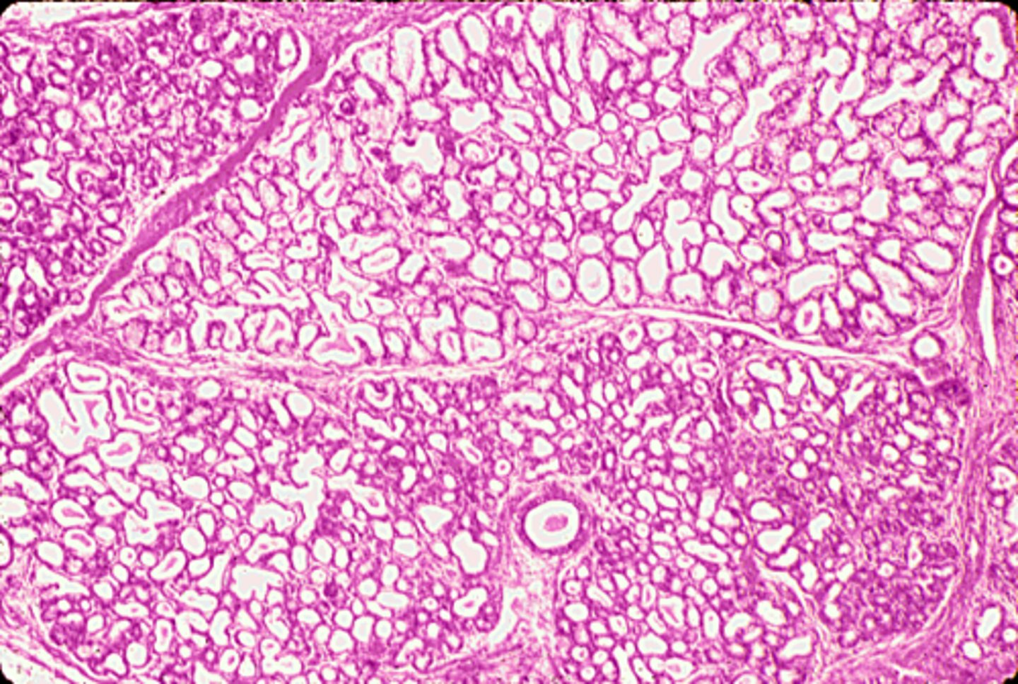 <p>Active or inactive mammary gland</p>