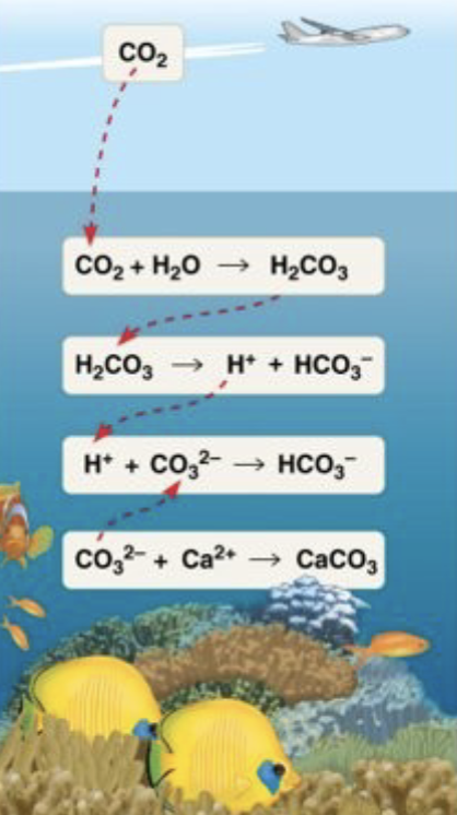 <ul><li><p>ongoing decrease of ocean’s pH cause by uptake of CO2 from the atmosphere</p></li><li><p>to reach equilibrium, come CO2 reacts with H2O to form H2CO3 aka carbonic acid</p></li><li><p>some carbonic acid dissociates into HCO3 aka bicarbonate and H+</p></li><li><p>the excess H+ therefore increases the acidity of the ocean</p></li></ul>