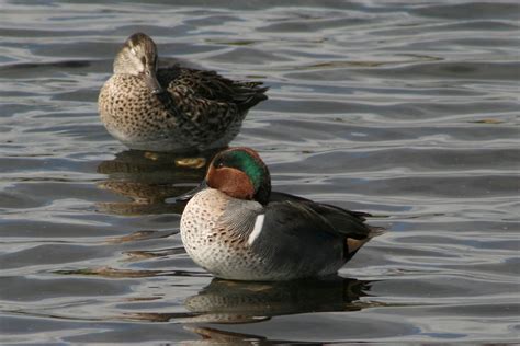 Incredibly small, longer black bill

Males: dark head, green eye stripe, grey sides

Females: darker head, mottled brown