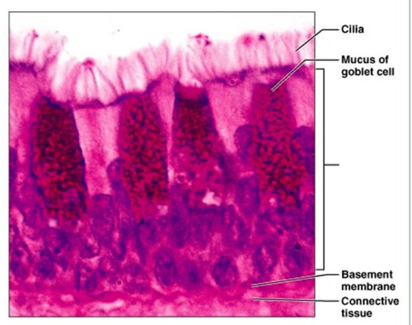 <p>epithelial tissue; contains goblet cells; cilia; tall cells</p>