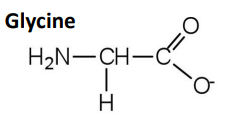 <ul><li><p class="">Main inhibitory neurotransmitter in spinal cord & brainstem</p></li><li><p class="">Glycine = simple amino acid</p></li><li><p class="">Glycine receptors (GlyRs) = ligand-gated Cl⁻ channels with α & β subunits</p></li><li><p class="">Activation = Cl⁻ influx = hyperpolarisation of postsynaptic membrane = ↓ neuronal firing</p></li><li><p class="">Blocked by strychnine (competitive antagonist) = overexcitation: pain, cramps, startle response</p></li><li><p class="">Also mediates inhibition in retina via glycinergic amacrine cells</p></li></ul><p></p>