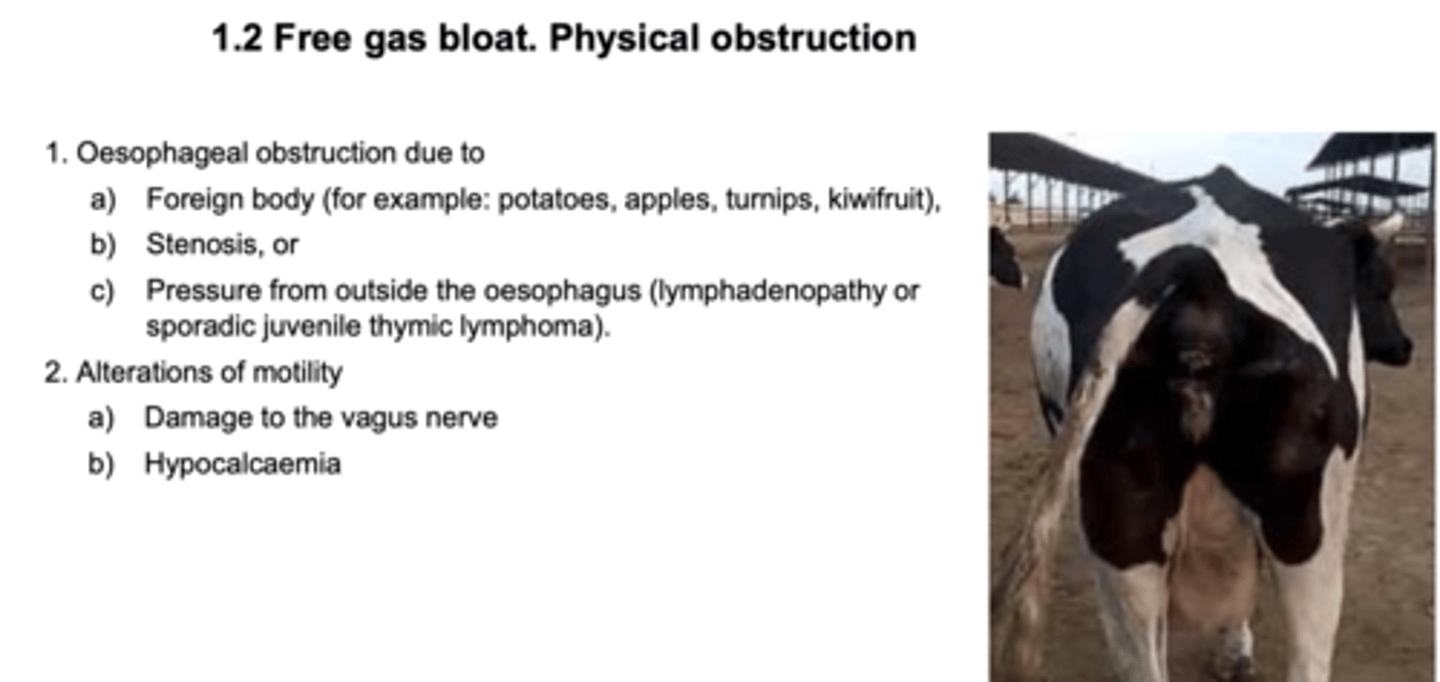 <p>physical esophageal obstruction:</p><p>-foreign body</p><p>-stenosis</p><p>-pressure from outside of the esophagus</p><p>alteration of motility:</p><p>-hypocalcemia</p><p>-vagal damage</p>
