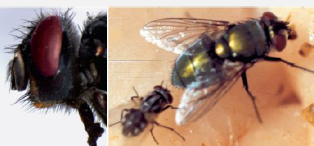 <p>Name this fly</p>