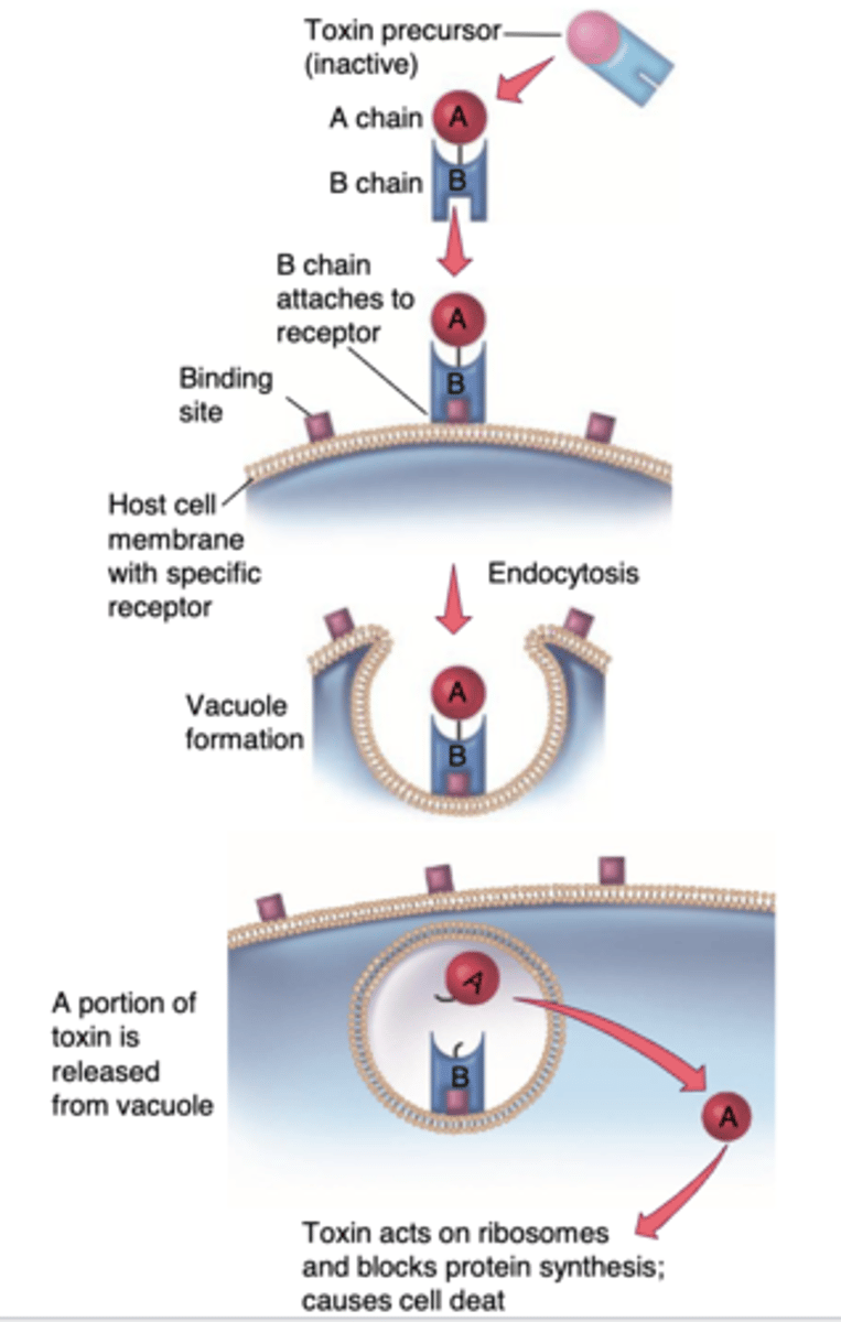 <p>1.) The A (active) component is attached to the B (binding) component</p><p>2.) The A component inhibits a cellular protein to cause the damage</p>