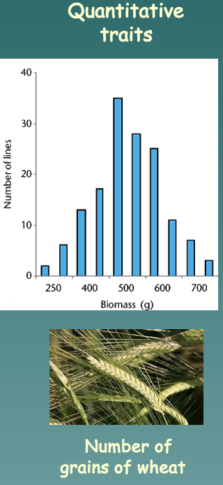 <p>A characteristic controlled by multiple genes as well as the environment (Ex: IQ, blood pressure, height, and weight)</p><p>Example: Number of grains of wheat</p><ul><li><p>Have many genes</p></li><li><p>Many genotypes</p></li><li><p>Continuous distribution of the phenotypes</p></li></ul>