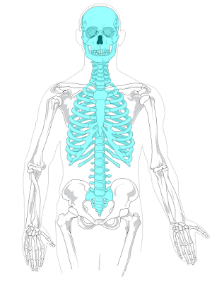 <p>What skeletal system is the skull, vertebral column, and the rib cage defined as?</p>