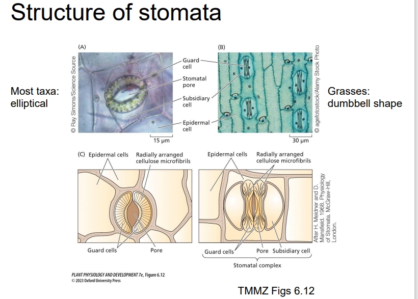 <ul><li><p>Under a microscope, stomata consist of two specialized <strong>guard cells</strong> that surround the stomatal pore and regulate its opening and closing.</p></li><li><p>Guard cells expand by absorbing water due to changes in turgor pressure, causing them to bow outwards and open the stomata for gas exchange.</p></li><li><p>When in a flaccid state (low water potential/turgor), the guard cells relax, causing the stomata to close.</p></li></ul><p></p>