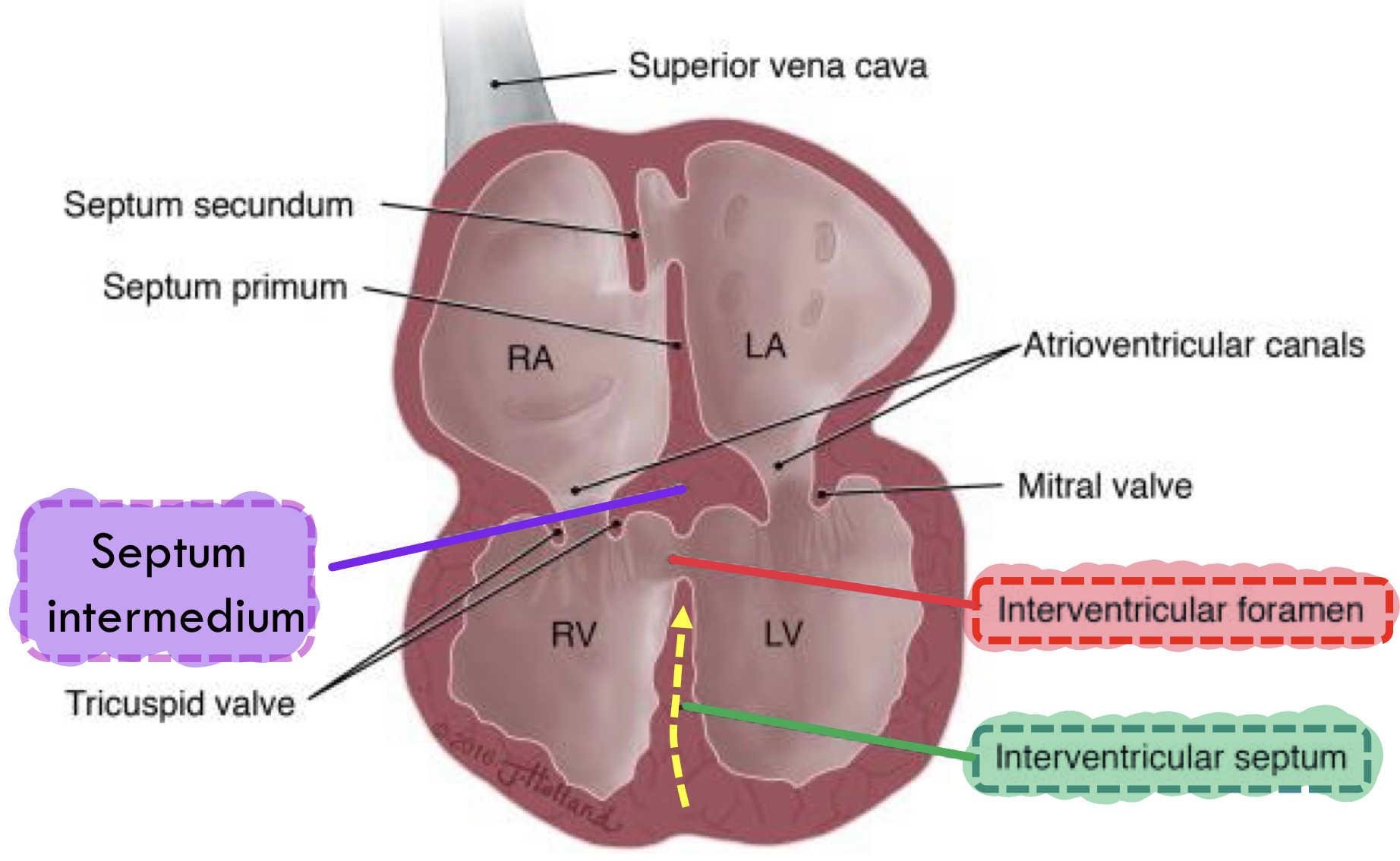 <p><span style="color: purple"><strong>Septum intermedium </strong></span>(AV septum)</p><p>(the septum in the middle, separating atriums and ventricles) </p>