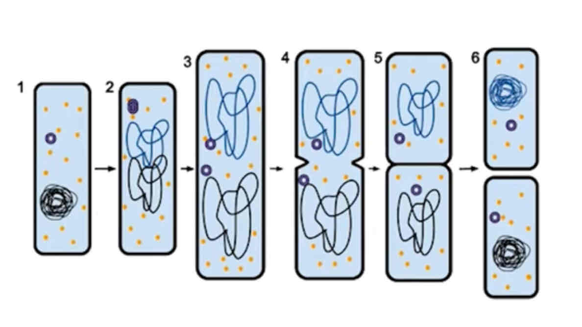 <p>What are the steps of binary fission?</p>