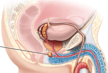 <p>Below prostate gland in urogenital diaphragm , contact with external urethral spincter</p>