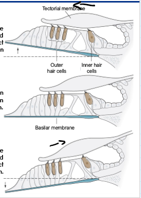 <p>What happens to the stereocilia when the Basilar membrane move up and when it moves down</p>