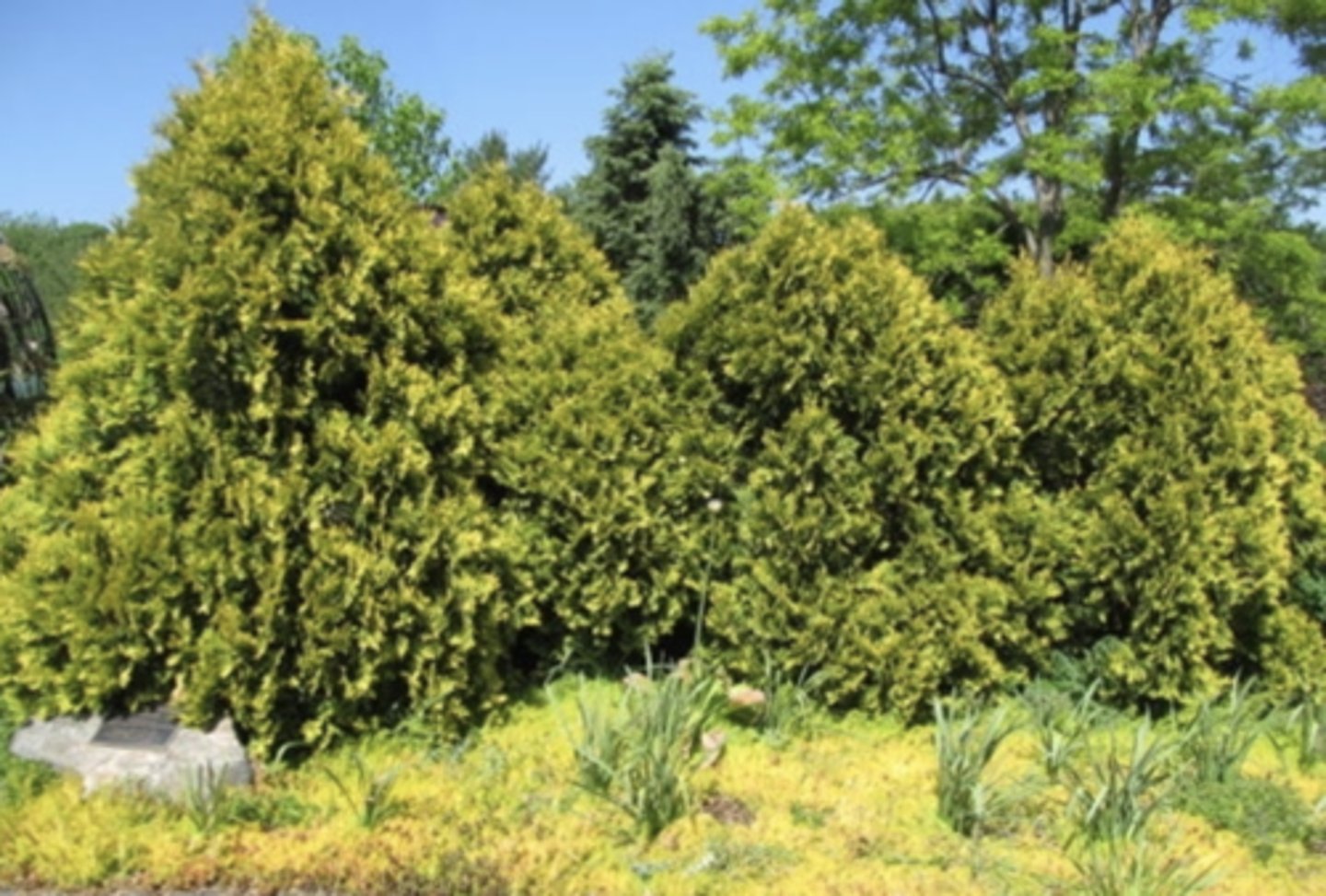<p>bulbous HOG, light yellow bark, flower cones, scratch + sniff, smaller than green giant</p>