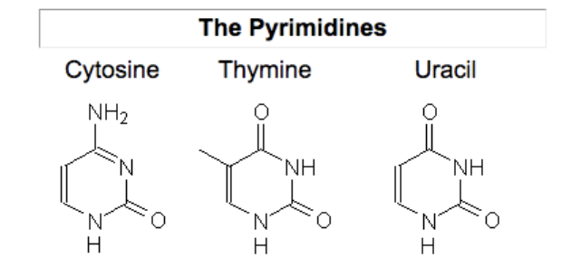 <p>PYRIMIDINE </p>