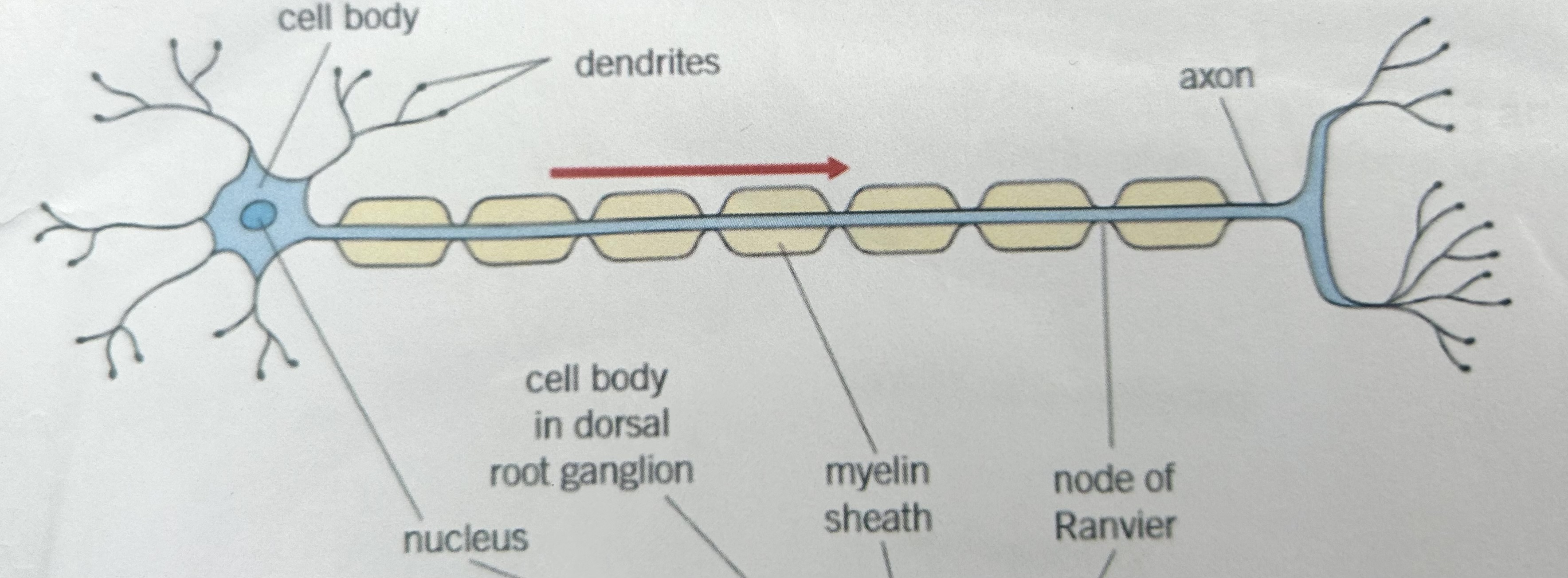 <p>what does this image show</p>