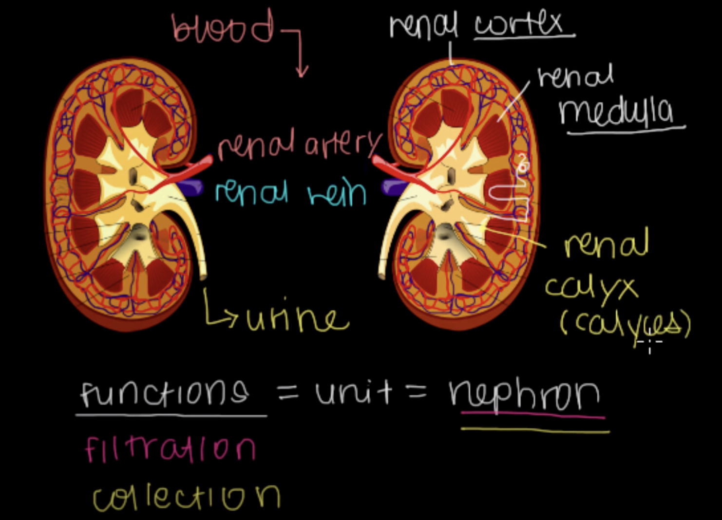 <p>the part that is attached to renal medulla. It is the first place where the urine collects itself.</p>