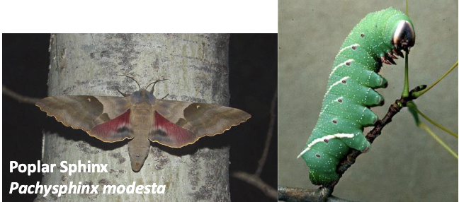 <ul><li><p>aerodynamic, good fliers</p></li><li><p>larva have horns</p></li></ul><p></p>