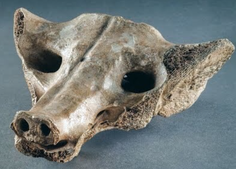 <p>Camelid Sacrum</p>