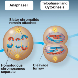 <p>pairs of homologus chromosomes seperate, sister chromatids remain attached</p>