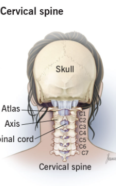 <p>Cervical</p>