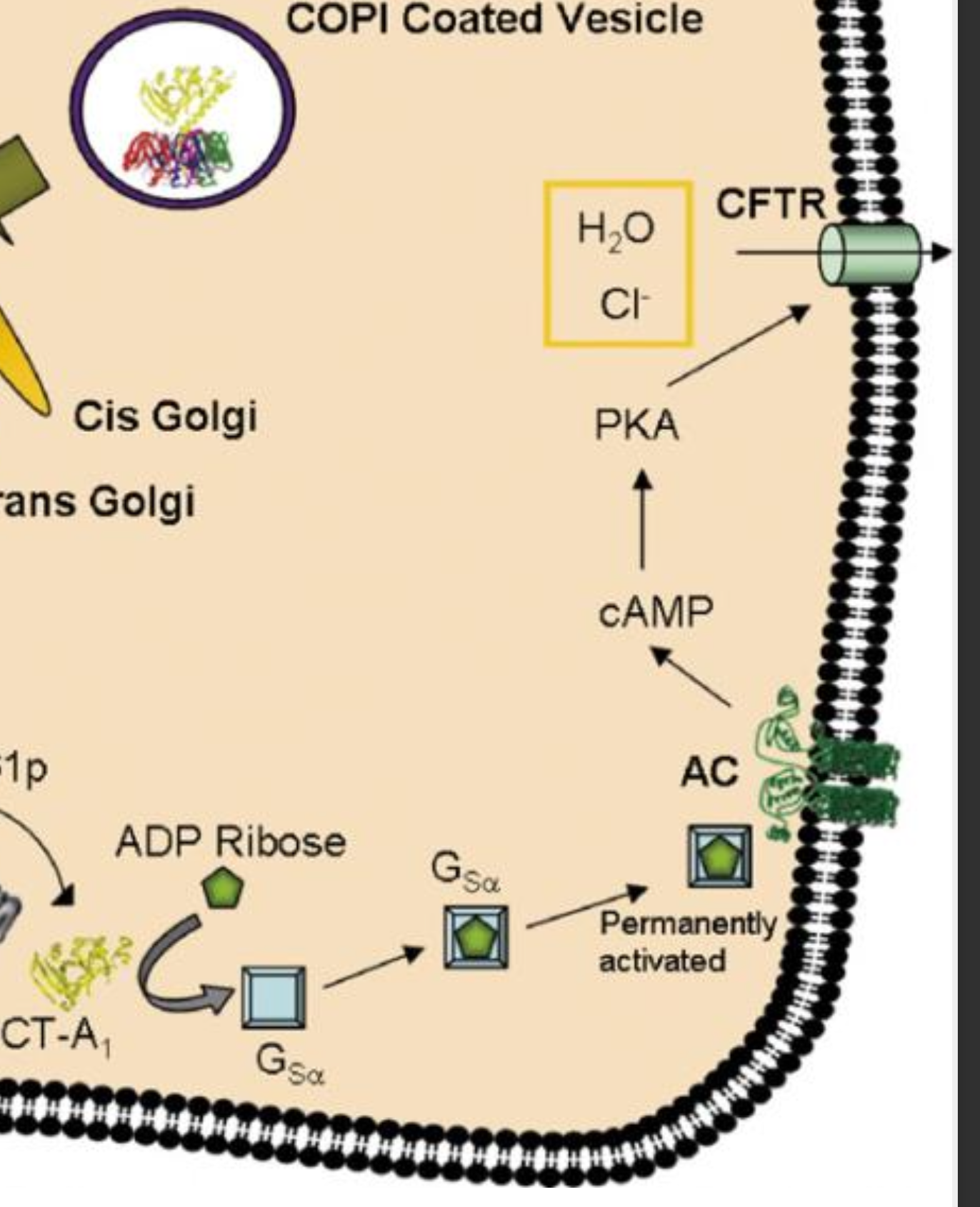 <p>It binds to GM1 ganglioside and histo-blood group antigens and leads to an over activation of the Gs alpha subunit of GTPase which also leads to activation of adenylyl cyclase and accumulation of cAMP. This leads to over activation of PKA, opening of channels and efflux of chloride ions which leads to efflux of H2O, Na+, K+, and HCO3− into the intestinal lumen</p>