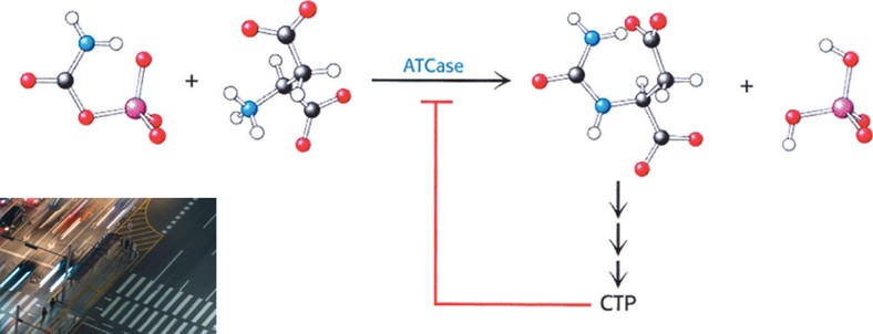 <p>Allosterically inhibited by the end product of its pathway, CTP, in an example of feedback inhibition</p><p class="MsoNormal">If high CTP, it binds to ATCase, changes shape, and stops enzyme</p><p class="MsoNormal">CTP exerts its effects by binding at a distinct regulatory or allosteric site on ATCase</p><p class="MsoNormal">Displays Sigmoidal Kinetics and does not display Michaelis Menton Kinetics</p>