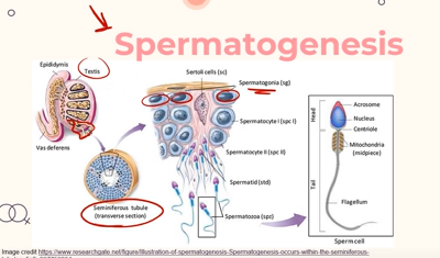 <p>Spermatogenesis takes place where the male gametes are produced;<strong><em> in the testes.</em></strong></p><p>Inside the testes, there are small tubes known as <strong><mark data-color="#bf0678" style="background-color: #bf0678; color: inherit">Seminiferous Tubules.</mark></strong> <br><br>On the outside of each <strong>seminiferous tubules are <mark data-color="#a9146c" style="background-color: #a9146c; color: inherit">Spermatogonia</mark> </strong>, undifferentiated cells that go on to produce sperm!</p>