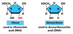<ul><li><p>DNA uses deoxyribose sugar</p></li><li><p>RNA uses ribose sugar</p></li><li><p>Uracil has the same base-pairing properties as thymine but is present in RNA only</p></li><li><p>RNA is more chemically reactive than DNA</p></li><li><p>Ribose sugar has an OH on its 2’ carbon where deoxyribose has an H</p></li><li><p>DNA is used for accurate, long-term storage</p></li><li><p>RNA is used for transient activities before it is broken down</p></li></ul><p></p>