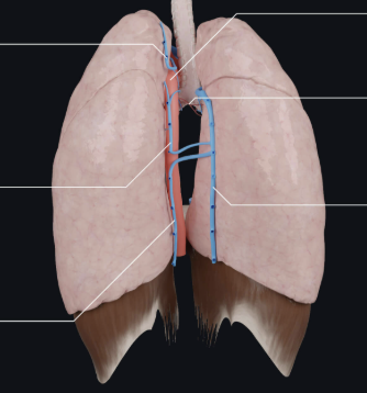 <p>What view of the lungs is this?</p>