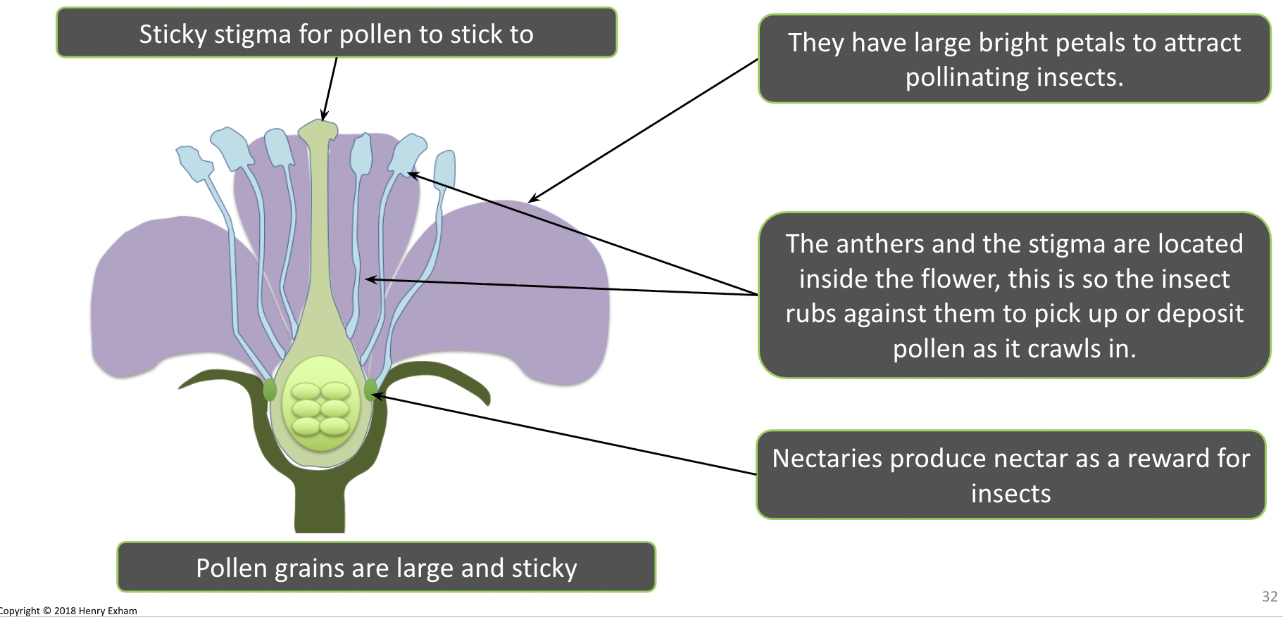 <ul><li><p><span style="background-color: transparent;">They have large, bright petals to attract pollinating insects.</span></p></li></ul><ul><li><p><span style="background-color: transparent;">Sticky stigma for pollen to stick to</span></p></li><li><p><span style="background-color: transparent;">he anthers and the stigma are located inside the flower; this is so the insect rubs against them to pick up or deposit pollen as it crawls in.</span></p></li><li><p><span style="background-color: transparent;">Nectaries produce nectar as a reward for insects</span></p></li><li><p><span style="background-color: transparent;">Pollen grains are large and sticky</span></p></li></ul><p></p>