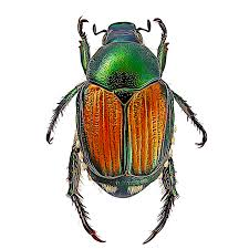 <p>Adult ~10 mm; grub ~25 mm. Larvae feed on roots; adults on ornamentals</p>