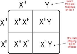 <p>phenotypic expression base don sex chromosomes</p>