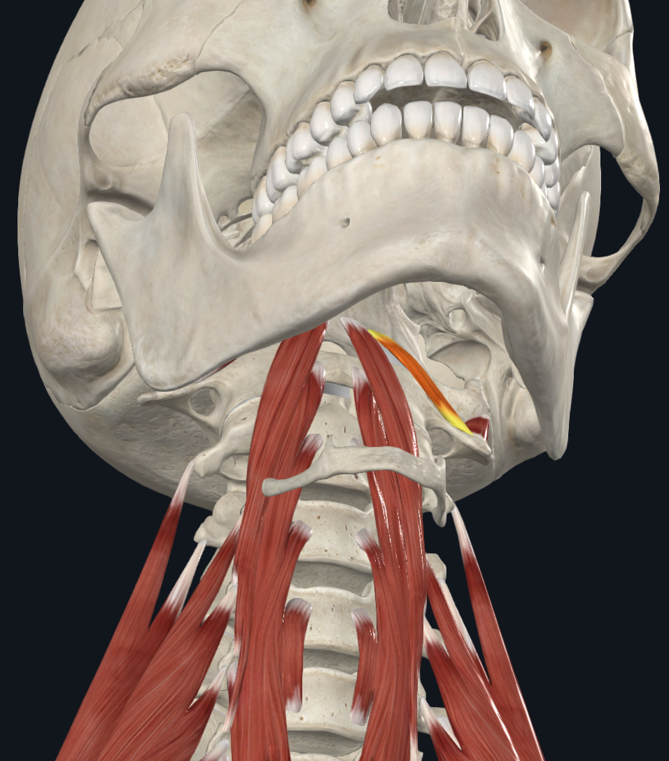 <p>What muscle is this?</p>