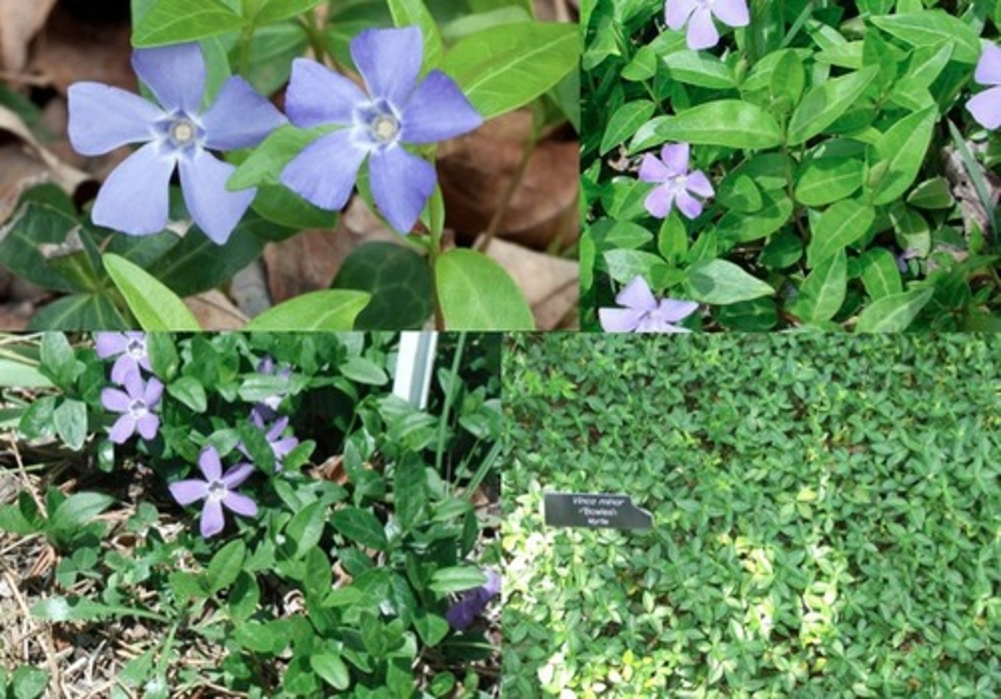 <p>Vinca vine hybrid cv.</p>