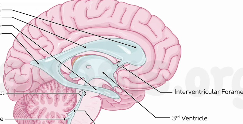 <p>third ventricle</p>